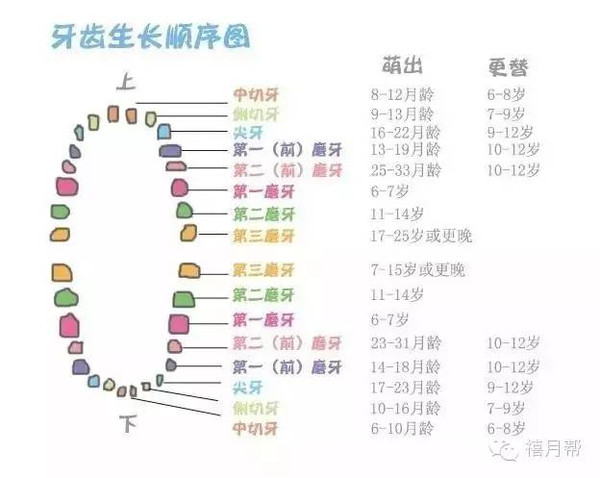 附:出牙顺序图