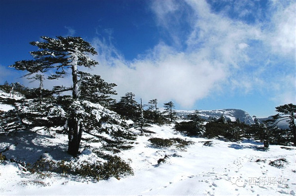 轿子雪山