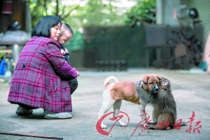 广州猕猴大闹民居中“美狗计”被捕获