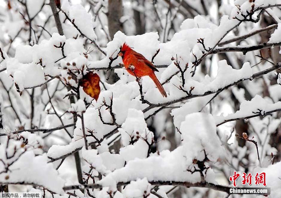 {对比雪前雪后的作文}.