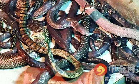 上海路边现剧毒蛇 25条眼镜蛇缠绕吓坏路人(图)