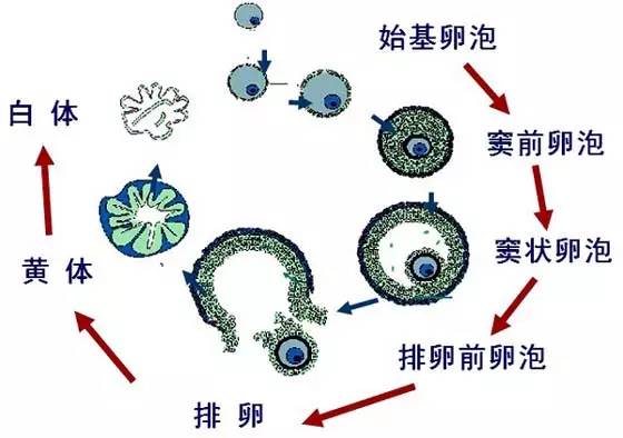 卵巢功能良好