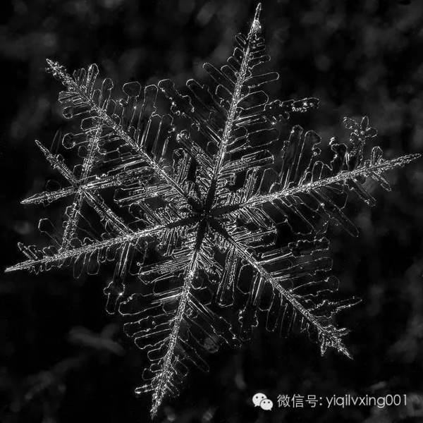 这个冬天最美的雪花?都在这条微信里