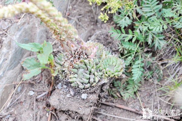 在中国也有这样一个地方:遍地都是野生多肉植物