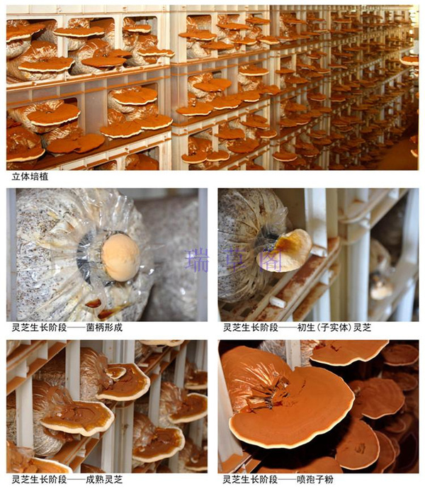 灵芝片泡水喝的功效:功效使用方法及注意事项