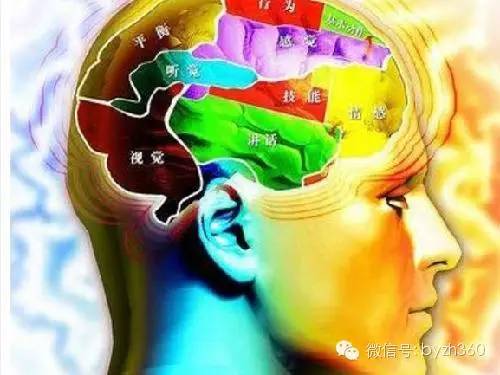 在人的大脑里有一个海马照相记忆的功能,位于右脑旧皮质层与颞叶的中图片