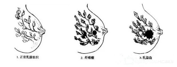 ʻ ֻ  ϸ 