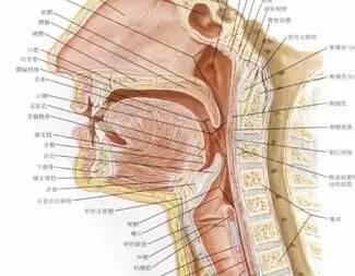 咽喉部解剖结构,图片来源文献[3] 通过上文所介绍的生理反应,我们
