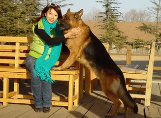 德国牧羊犬肥胖有什么危害,德牧肥胖怎么办