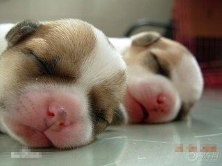狗狗为什么喜欢睡觉?狗狗一天要睡多少个小时