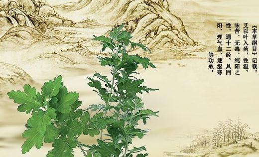 艾草洗头排毒,两周就让你告别稀疏"大油田"!