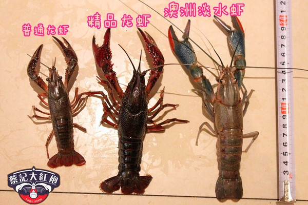 一年四季吃上活的澳洲小龙虾,南京这家店彻底