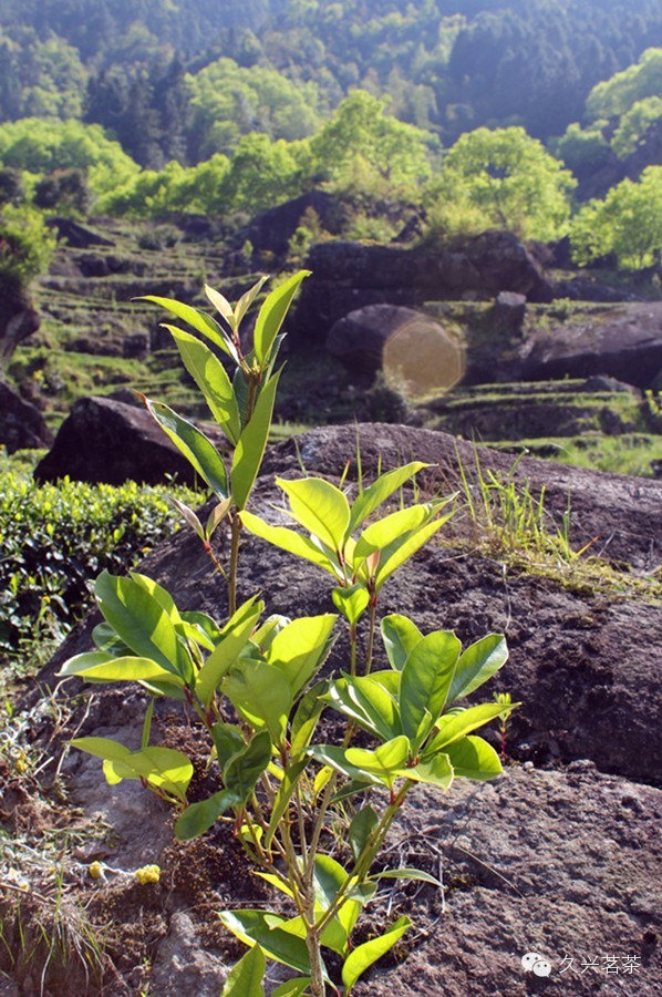高山生态茶园,一岩一茶的秘密