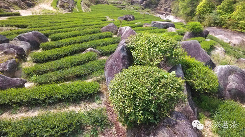 高山生态茶园,一岩一茶的秘密