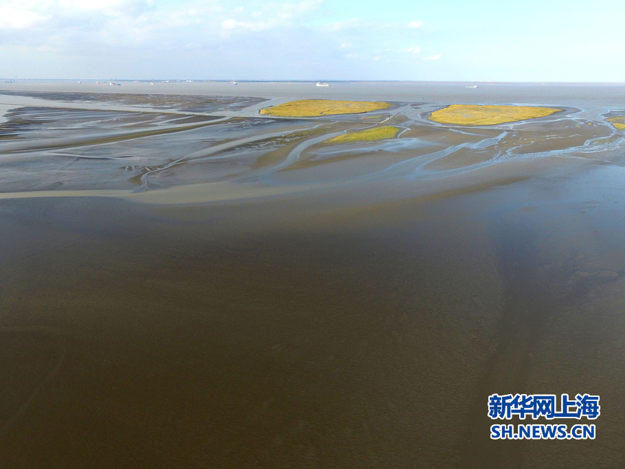 航拍九段沙湿地:上海最后一块处女地(组图)