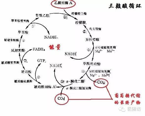 【营养学基础】碳水化合物(糖类)的代谢过程