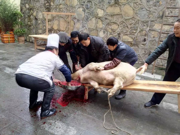 每逢周末,10人以上,团队预约,到三角坝鑫鼎农业园,看杀年猪,吃杀猪饭