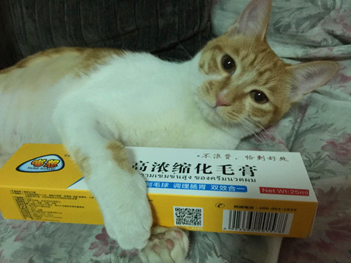 五个月大的猫咪呕吐猫资讯