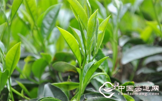 土壤与天气条件是乌龙茶种植的关键