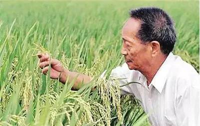 【关注】袁隆平将在江津种植5万亩高品质富硒水稻
