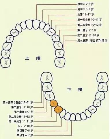 那么,应该怎样给孩子做牙齿护理呢 儿童长牙顺序图