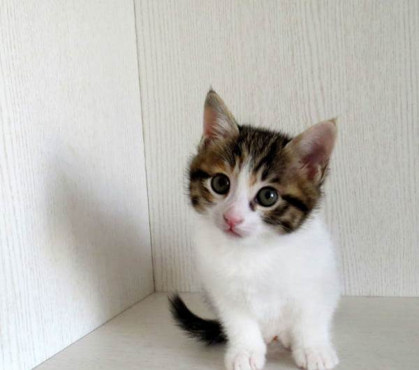 一个多月的猫咪吃什么 1个月多的猫咪吃什么