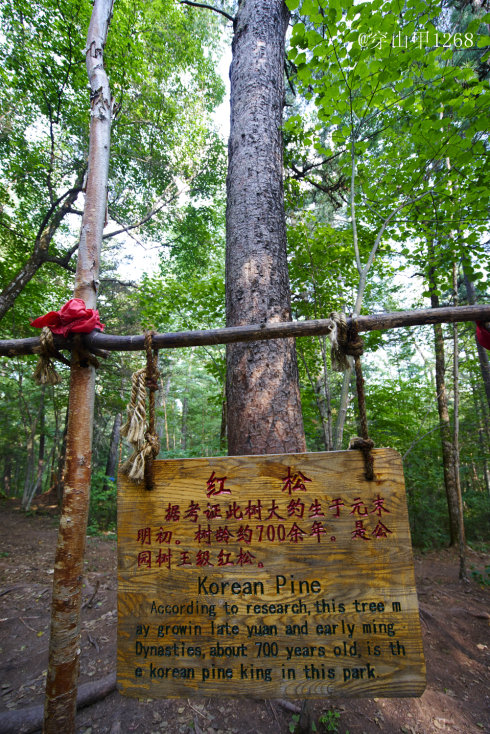 在中国最大的红松林享受森林浴