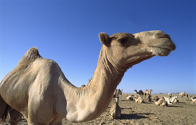 沙特一名女子亲吻骆驼被婆婆看到，婆婆大怒，要求儿子与儿媳离婚。（网页截图）