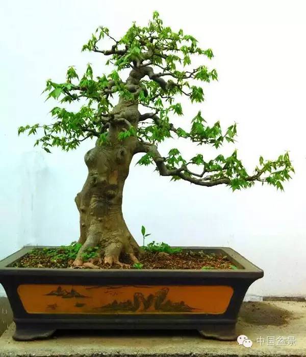 {三角枫盆景栽后管理}.