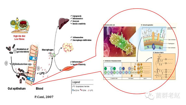 肠道微生物代谢产物特异性调节肝脏肿瘤免疫