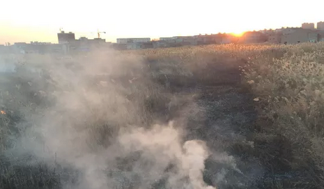 柘城一大妈太任性,一把火烧了北湖芦苇荡