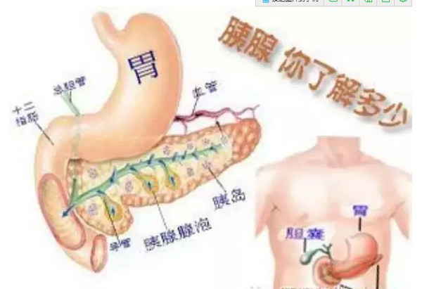 如何保护人体第二消化器官~~胰腺