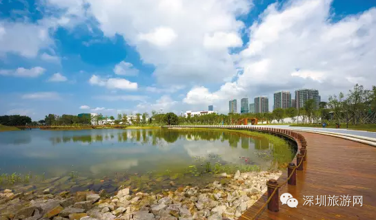 红树林探索区,浅滩红树林区,恢复湿地区为生态恢复功能区;入口广场区