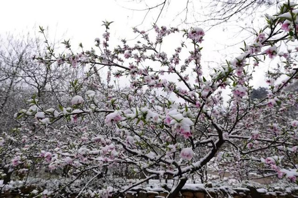 云雾缭绕中,三叠水瀑布美不胜收 蒙山桃园 上妆时 春桃落雪迷人眼