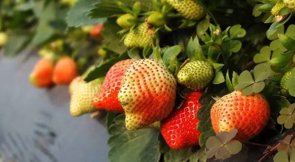 冬天到,广州16个摘草莓的最佳圣地