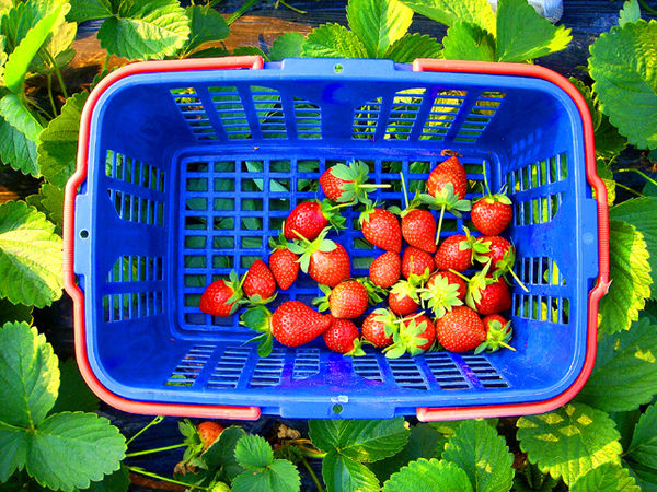 冬天到,广州16个摘草莓的最佳圣地-搜狐