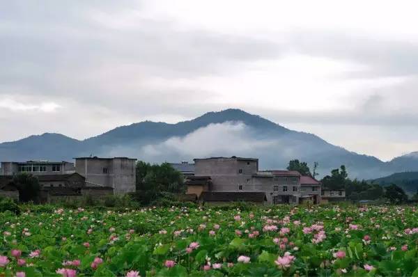 五夫镇是"莲花之乡,每当到了花开的季节,整个村子都被荷花包围着