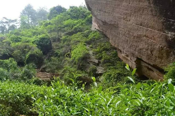 带你转转武夷山正岩产区