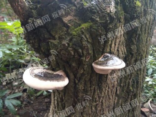 泸州网友家中发现野生灵芝续:外观像灵芝 实际是树舌(组图)