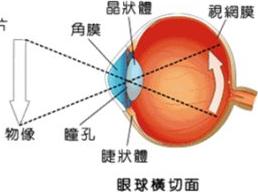 详解眼球结构(图片介绍)