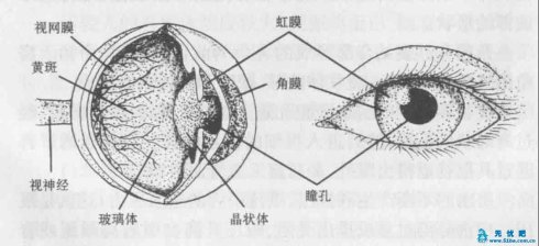 详解眼球结构(图片介绍)