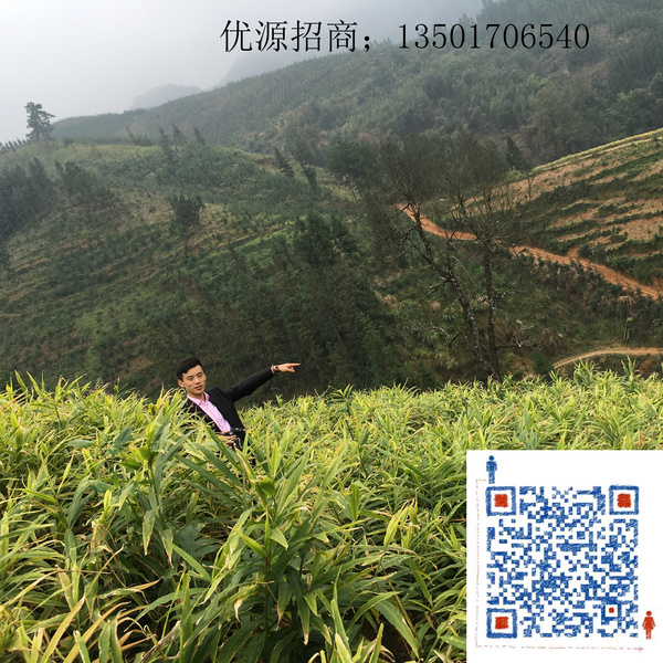 优源|姜山如此多娇 为寻找更好的姜/踏平坎坷不止