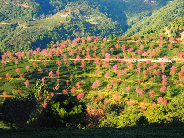 【云南无量山樱花谷】这里已经花开成海