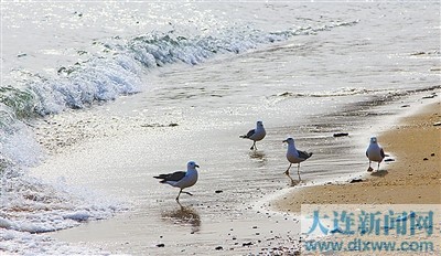 大连的海上精灵(组图),大连银行官网,大连海洋