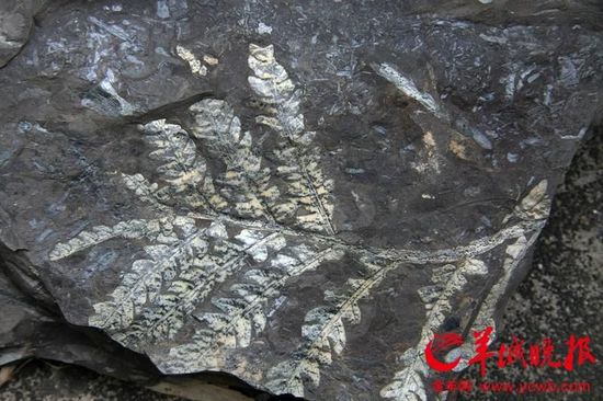 广州发现亿年古生物化石 不少已被烧成砖(组图)