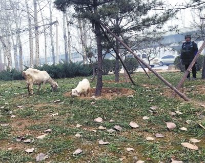 京密路一绿化带群羊吃草 放养人：养肥过年吃肉
