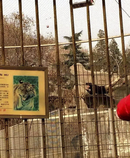 男子为寻刺激乘索道时跳进虎山 吓得老虎四处乱窜