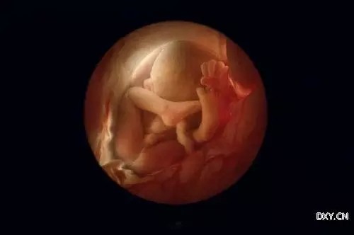 36周时,子宫紧包着胎儿,此时离分娩已经不远了