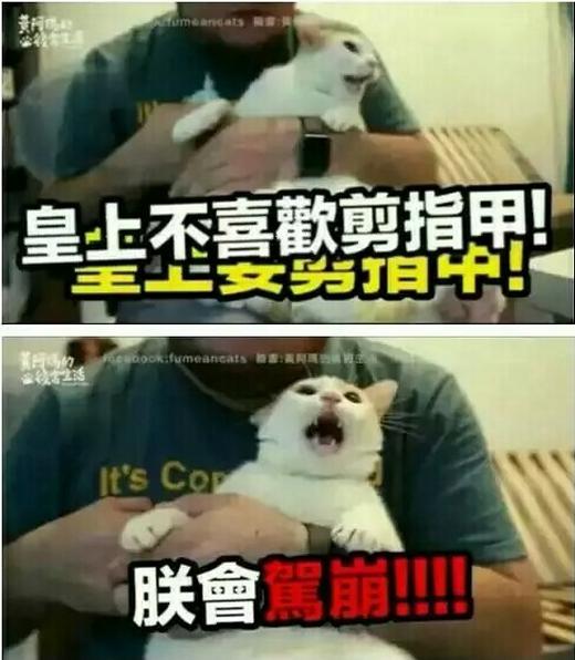 喵星人剪指甲的表情逗死人,能乐一天!