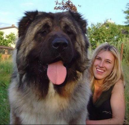 家养大型犬选什么品种好,养大型犬要注意什么?
